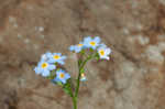 True forget-me-not